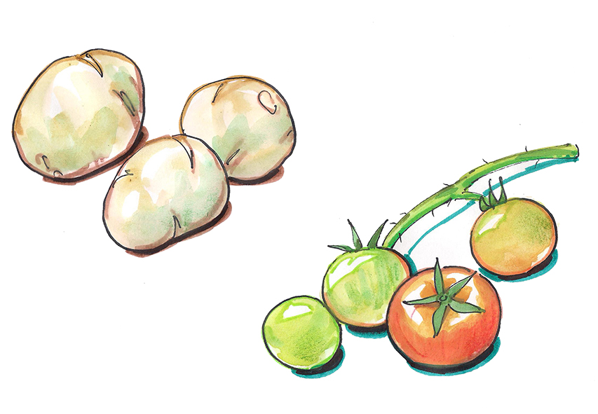 13 brambory rajcata nezrale 2
